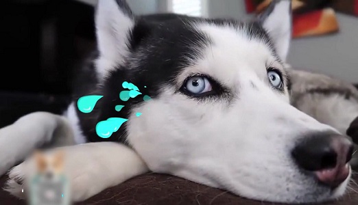 为什么狗狗能知道人生病了 因为它有这个秘密武器