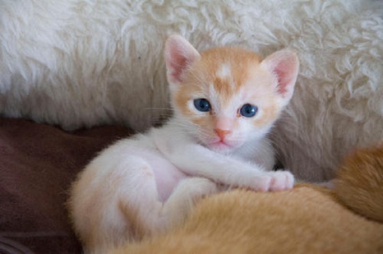 猫只生了一只正常吗 猫只生了一只正常