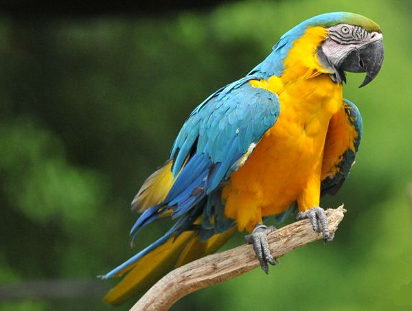蓝黄金刚鹦鹉幼鸟价格 蓝黄金刚鹦鹉幼鸟多少钱一只
