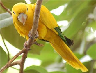 金色锥尾鹦鹉繁殖年龄 金色锥尾鹦鹉繁殖方式
