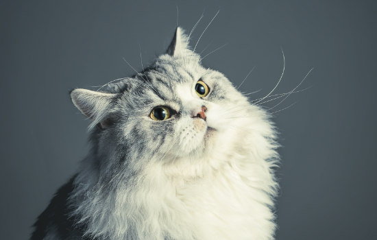 星期猫是什么情况 星期猫是什么样子的