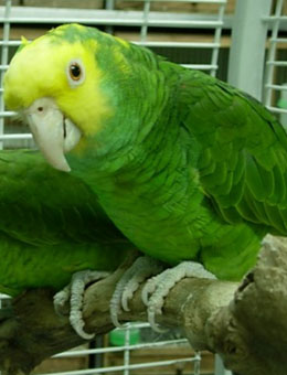 黄头亚马逊鹦鹉价格 亚马逊黄头鹦鹉价格