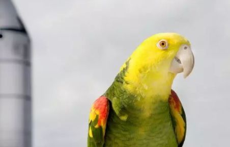 贝利兹黄头亚马逊鹦鹉多少钱