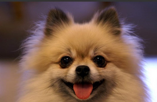 多少温度博美犬会冷 博美犬怕冷的温度