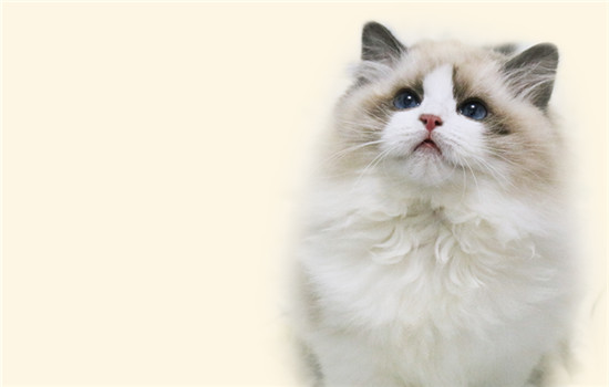 布偶猫为什么这么粘人 布偶猫粘人的原因