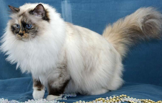 重点色猫为什么不值钱 重点色猫不值钱的原因