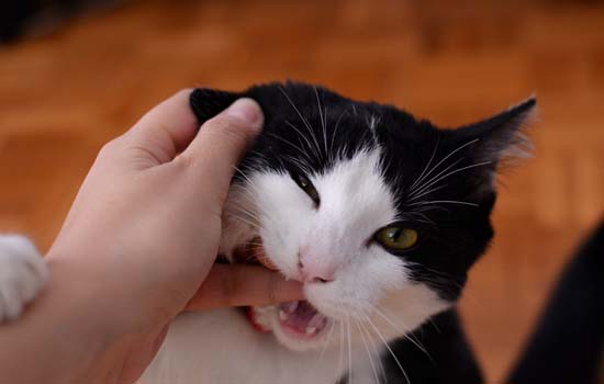 猫咪为什么喜欢咬主人 猫咪轻咬主人的原因