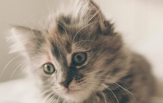 一只猫4kg猫粮不能吃多久4kg猫粮能吃多少时间