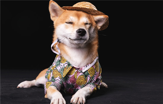柴犬属于小型还是中型 柴犬是小型犬吗