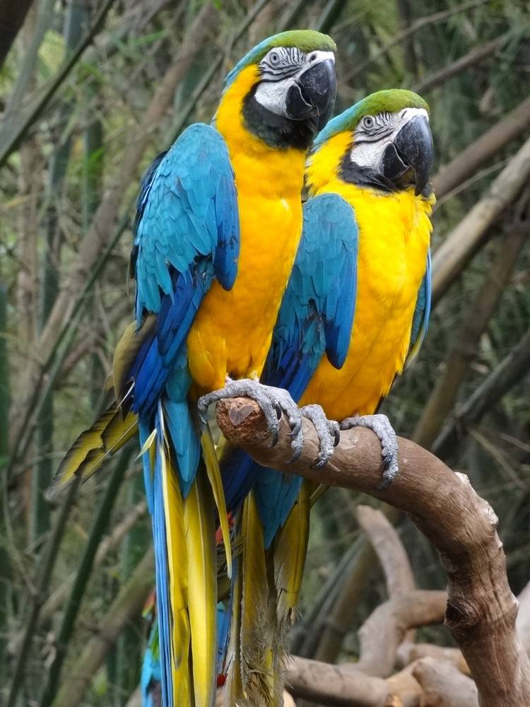 蓝黄金刚鹦鹉幼鸟图片