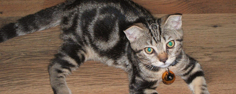 德文猫大概多少一只 德文猫一般多少钱