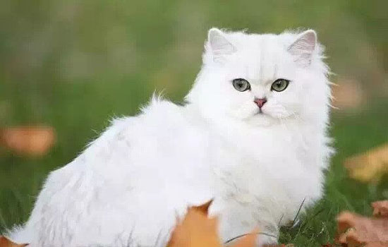 长毛猫为什么不好养 长毛猫不好养的原因