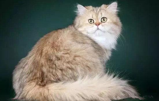 如何防止长毛猫沾屎 防止长毛猫沾屎的方法