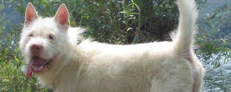 下司犬适合家养吗 下司犬适合看家护院吗？