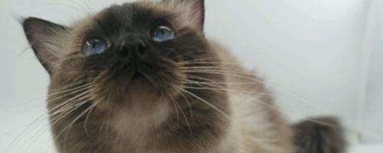 重点色布偶很垃圾吗 重点色布偶不好吗