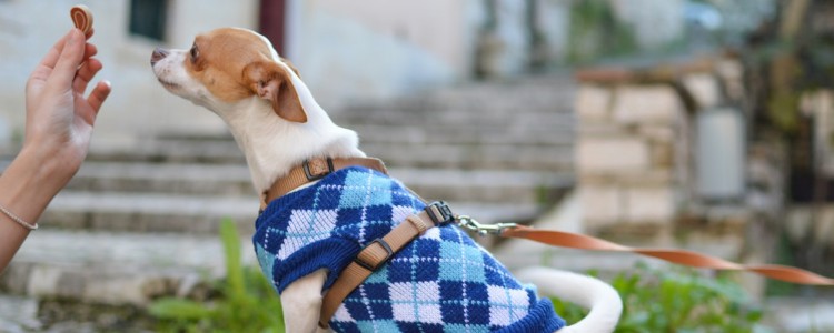 长毛吉娃娃和蝴蝶犬的区别 吉娃娃长毛是蝴蝶犬吗