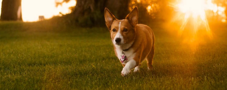 新手适合养柯基还是柴犬 新手推荐柯基还是柴犬