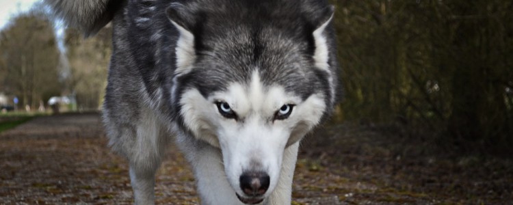 哈士奇是大型犬还是小型犬 哈士奇是中型犬还是大型