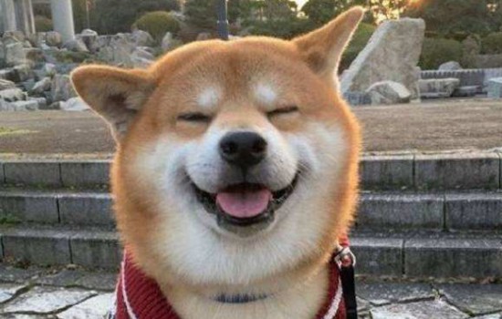 日本土狗是什么狗 日本土狗是什么品种