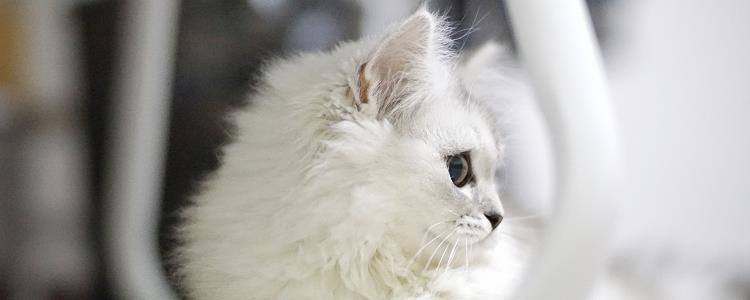 两只公猫可以一起养吗 一窝的两只公猫可以一起养吗