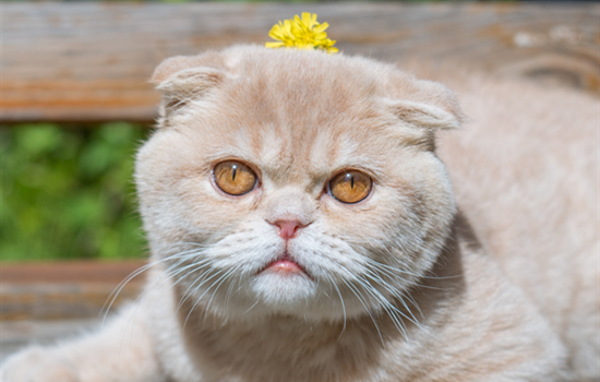 猫咪躲在冰箱冻死了 猫躲冰箱被冻死