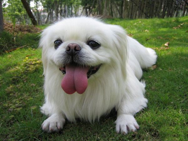 京巴是性格最差的狗 京巴犬为什么没人养了