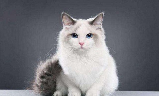 羊奶粉凉了猫还能喝吗 羊奶粉凉了不要给猫喝