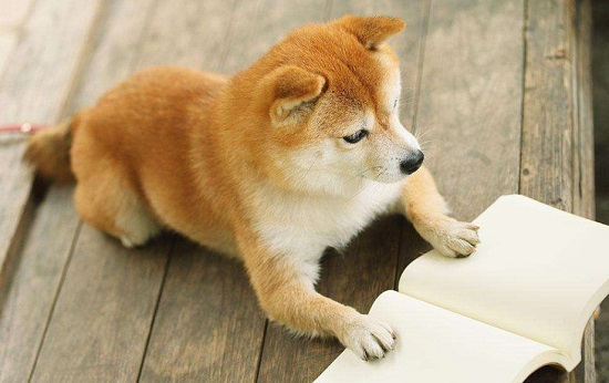 柴犬为什么喜欢龇牙 柴犬喜欢呲牙的原因