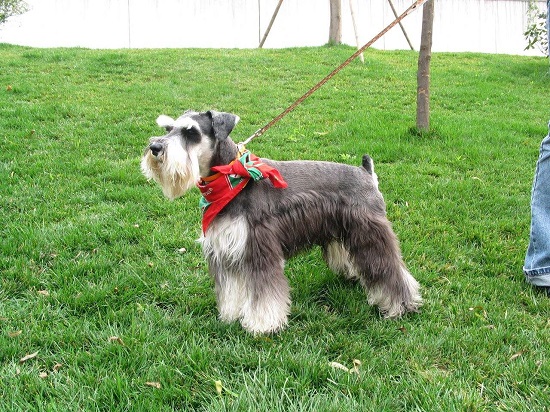 雪纳瑞养多久才认主人 雪纳瑞养7个月认主人