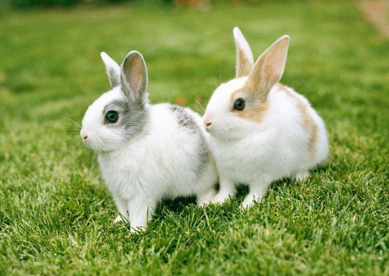 小兔怎么分别公母 兔子如何分辨公母