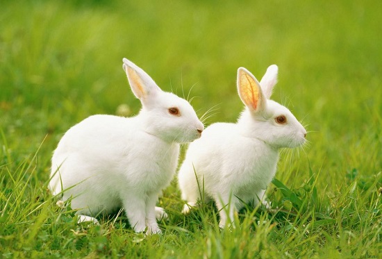 怎么知道兔子得了球虫 知道兔子得了球虫的方法