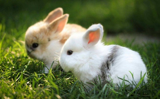 兔子多大可以繁殖 兔子可以繁殖的时间