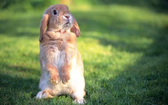 兔子多大认主人 兔子一般在三个月大认主人