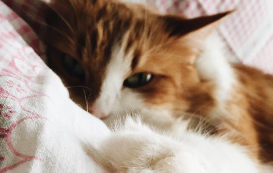 猫咪的尾巴可以拽吗 猫咪被拽尾巴会怎么样