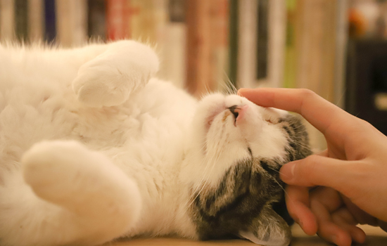 怎么快速得到猫的信任 快速得到猫的信任的方法