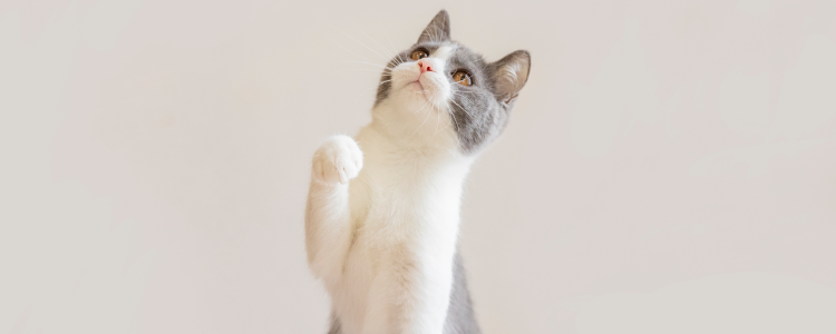 母猫最小几个月会怀孕 母猫几个月的时候可以怀孕