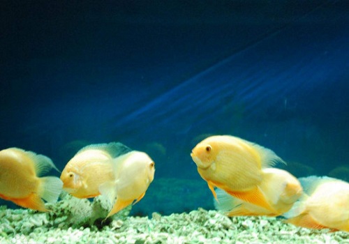 鱼缸里的鱼屎怎么清理 鱼缸内鱼屎清理方法