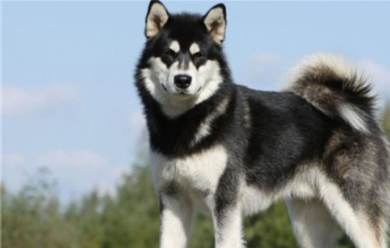 阿拉斯加雪橇犬多少钱 阿拉斯加要多少钱