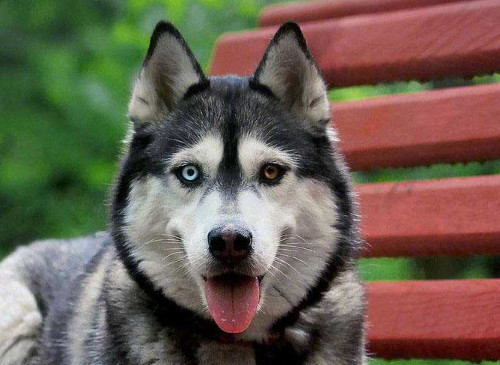 成都买哈士奇 成都买哈士奇的方法