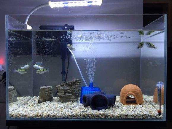 鱼缸活性炭多久换一次 鱼缸活性炭可以一个月换一次