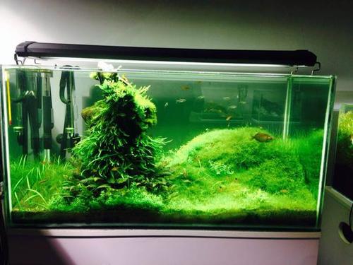 鱼缸油膜怎么产生的 鱼缸产生油膜的原因