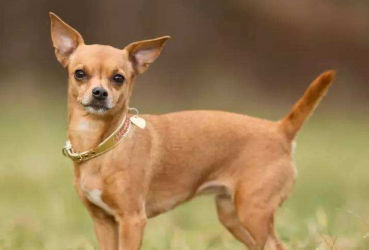 西宁在哪里买吉娃娃 西宁怎么买吉娃娃