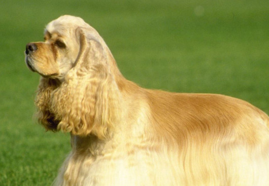 长沙可卡犬哪里买 长沙哪里可以买可卡犬