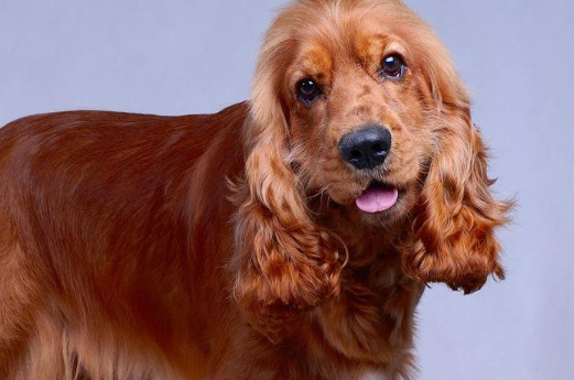 南京哪里可以买可卡犬 南京买可卡犬的地方