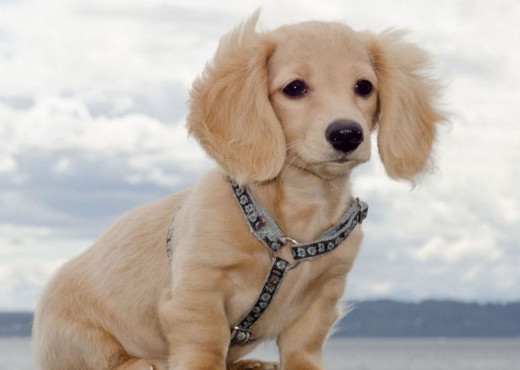 连云港有买可卡犬吗 连云港怎么买可卡犬