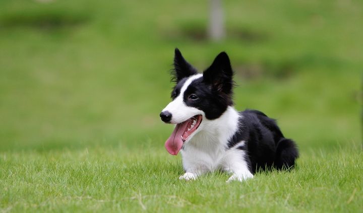 纯种边境牧羊犬价格 边境牧羊犬价格纯种