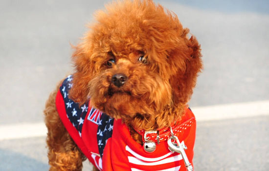 长沙买泰迪 在长沙什么地方买泰迪