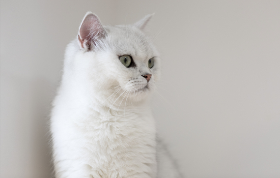 猫中暑可以吃头痛粉吗 中暑可以吃头痛粉吗