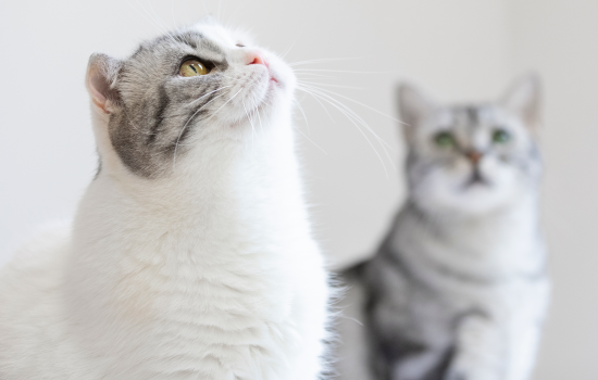 猫怎么会得猫瘟 八个月的猫怎么会得猫瘟