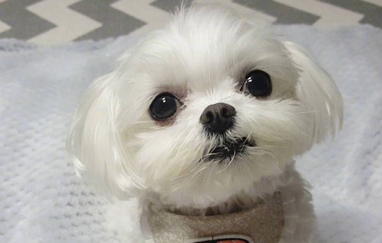 深圳哪里买马尔济斯 深圳怎么买马尔济斯犬